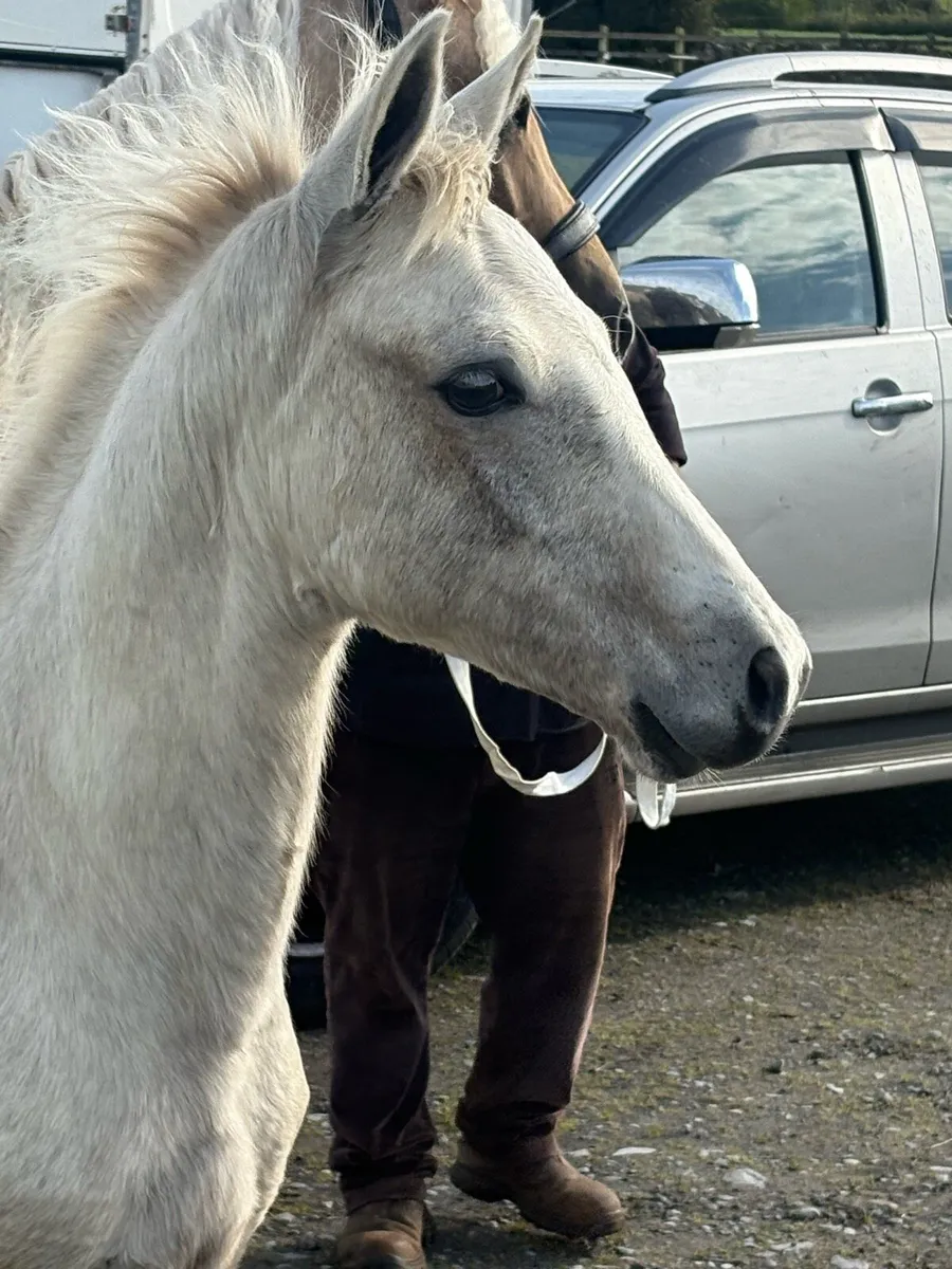 Connemara Colt foal - Image 1