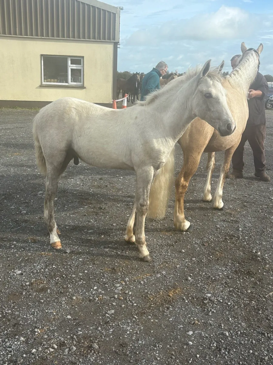 Connemara Colt foal - Image 2