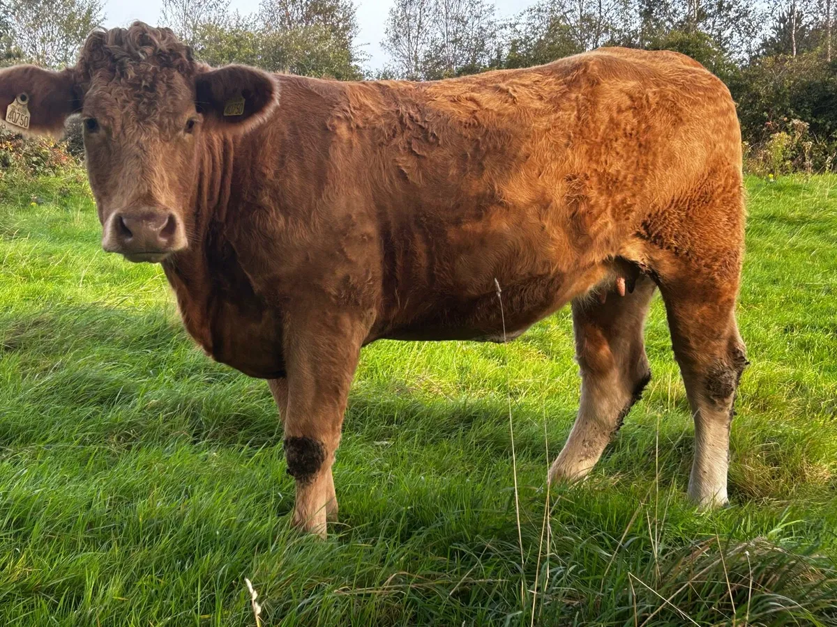 In-Calf Charolais Heifer - Image 1