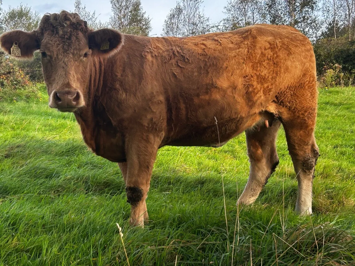 In-Calf Charolais Heifer - Image 3