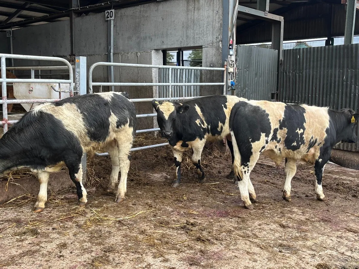 3 super Belgian blue bull weanlings - Image 1
