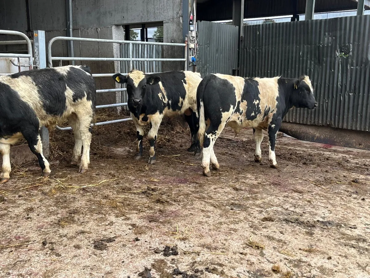 3 super Belgian blue bull weanlings - Image 2