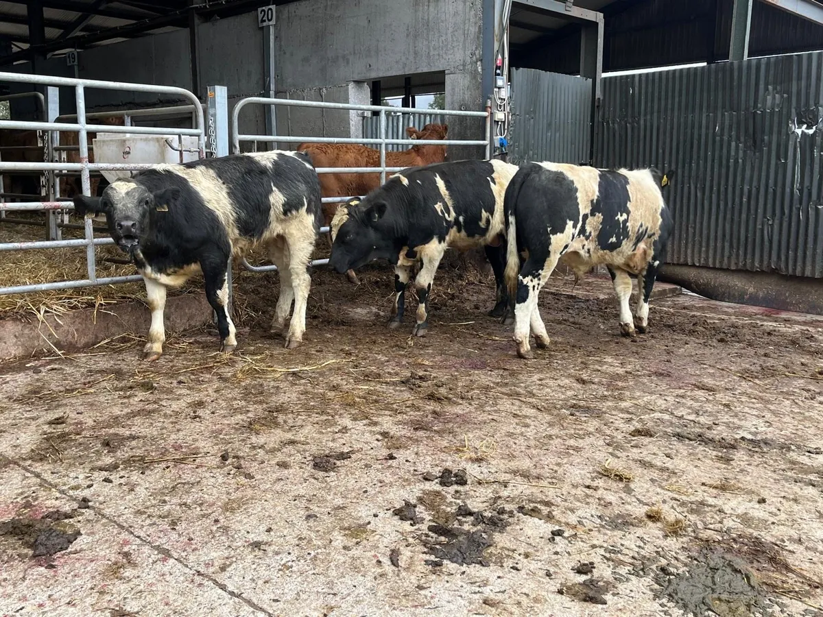 3 super Belgian blue bull weanlings - Image 3