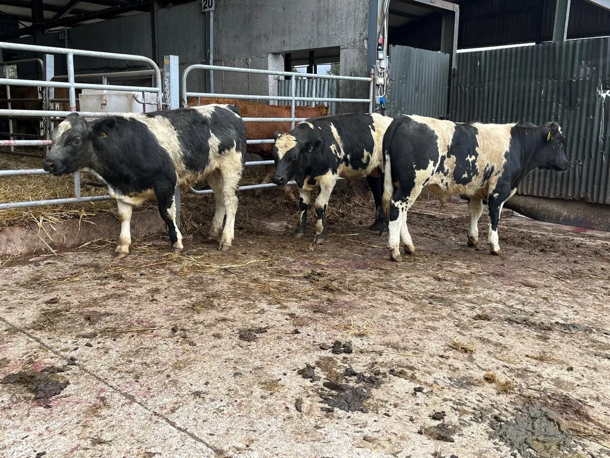 3 super Belgian blue bull weanlings - Image 4