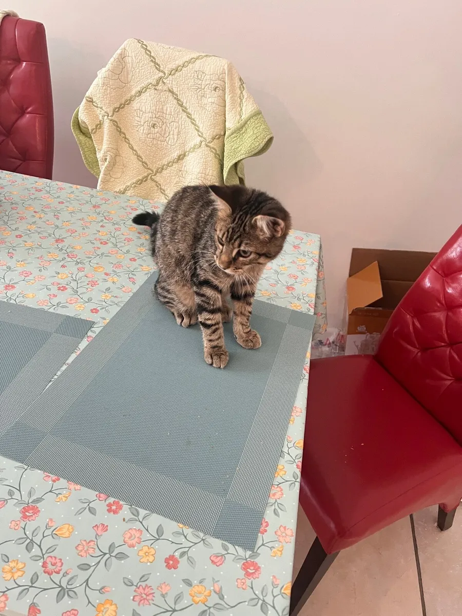 Cats - Image 4