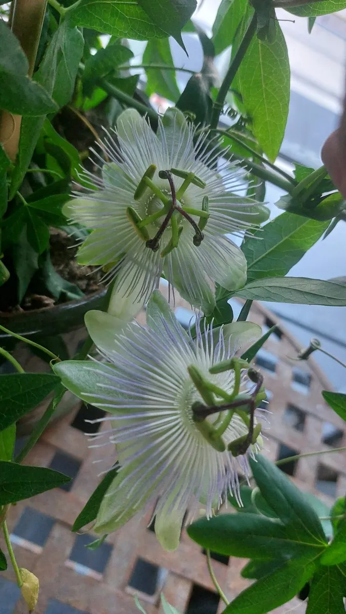 Passiflore flowers with big planter - Image 1