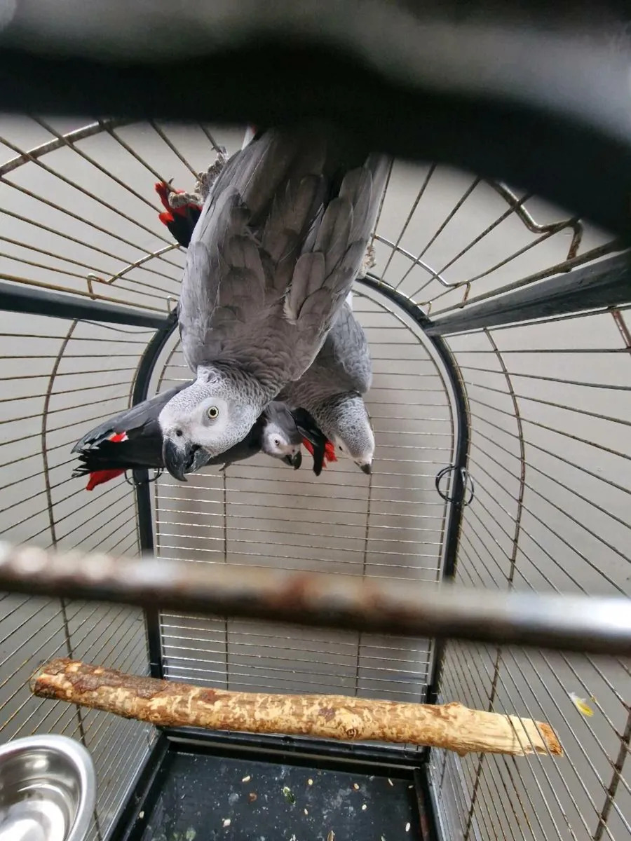 African greys - Image 1