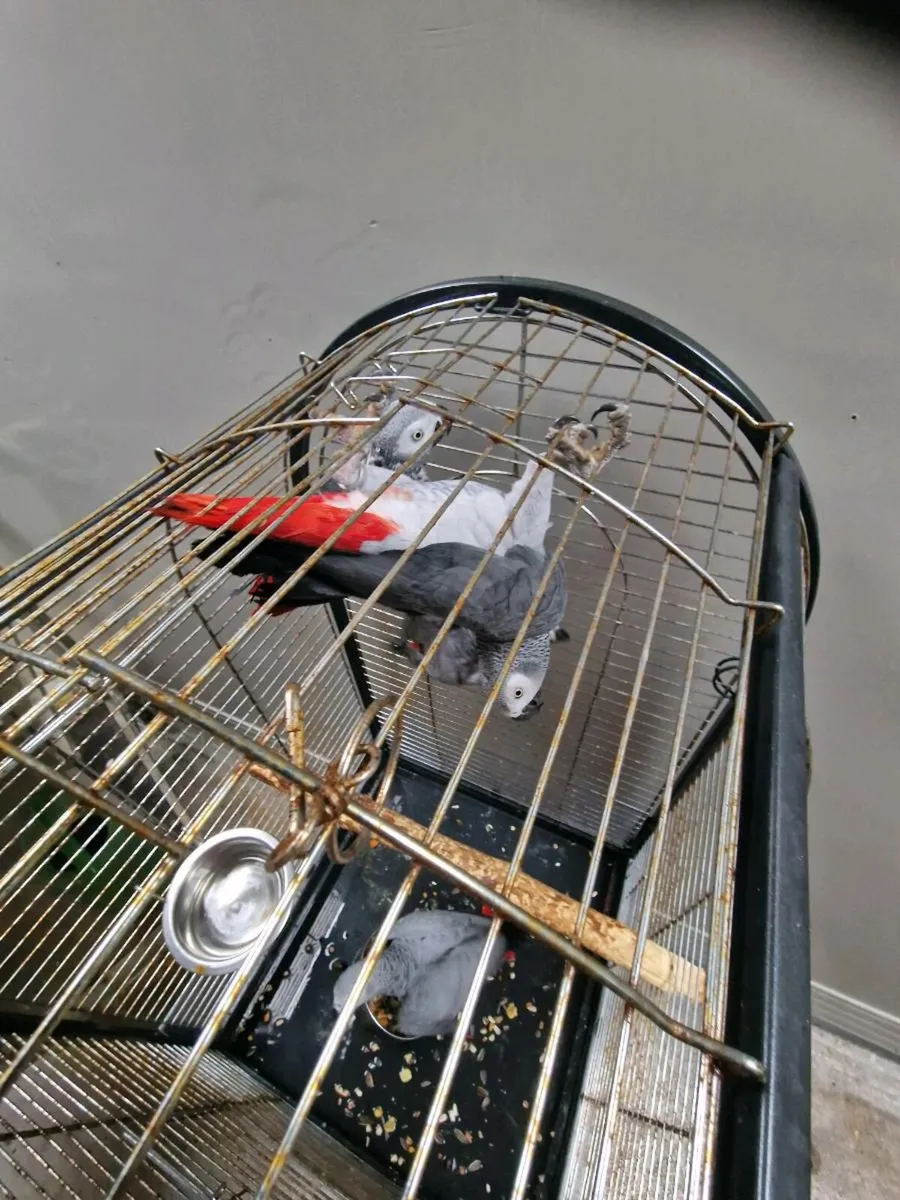 African greys - Image 2
