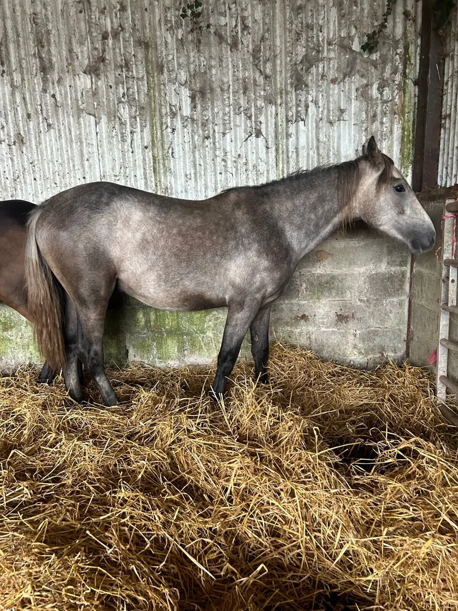 Grey and chocolate dun - Image 1