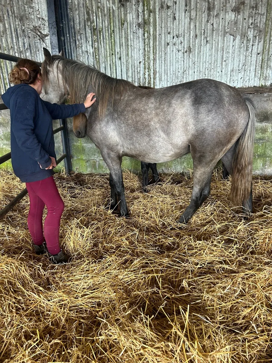 Grey and chocolate dun - Image 2