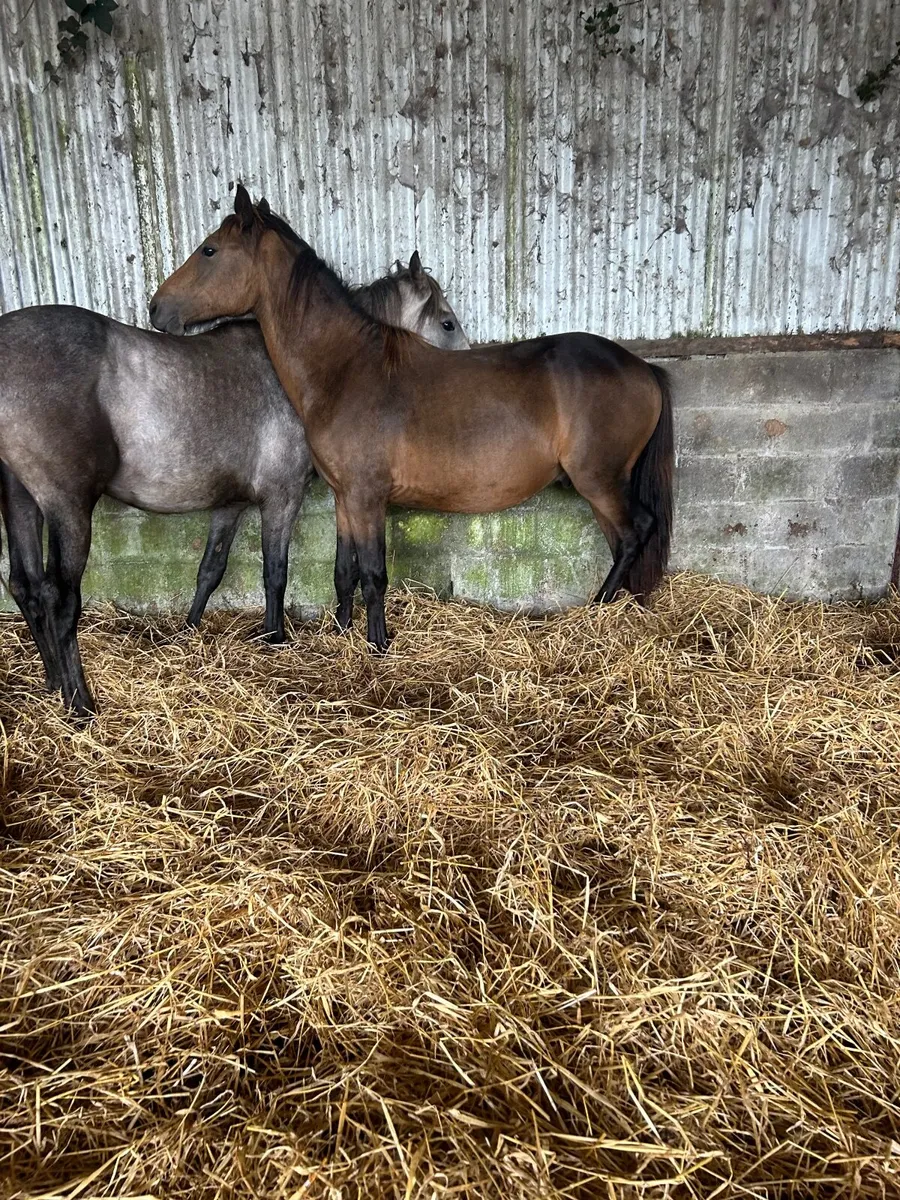 Grey and chocolate dun - Image 4