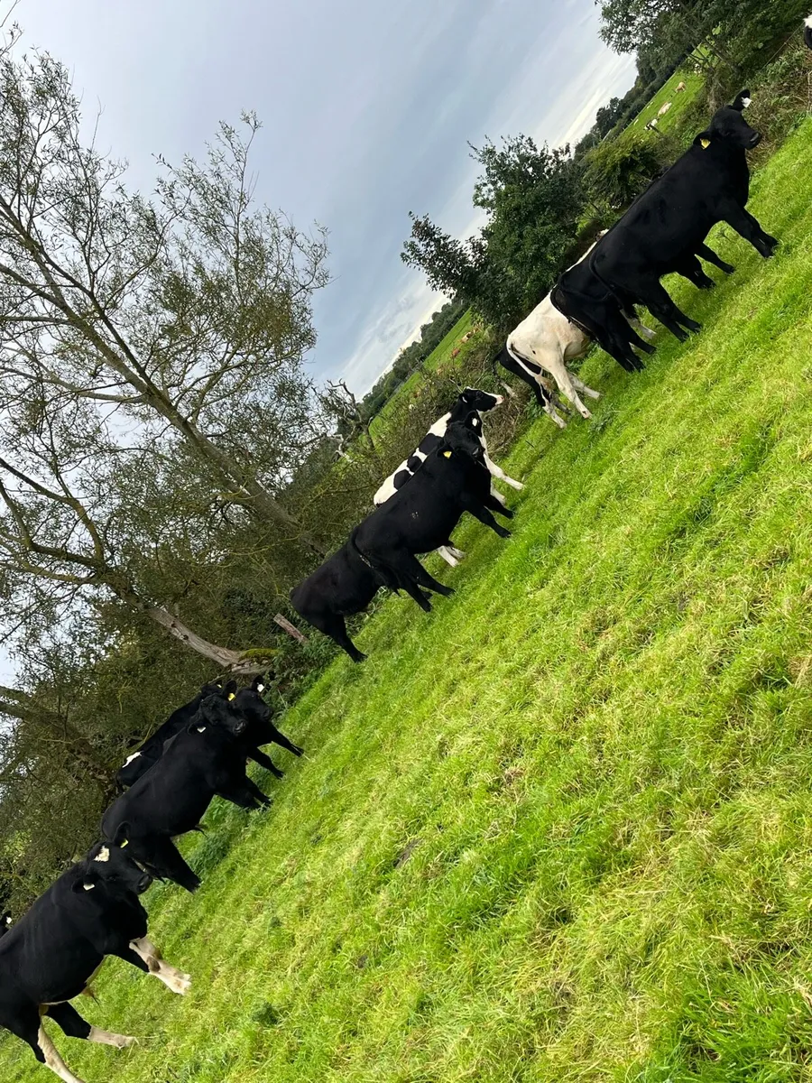 14 autumn born bulls - Image 1