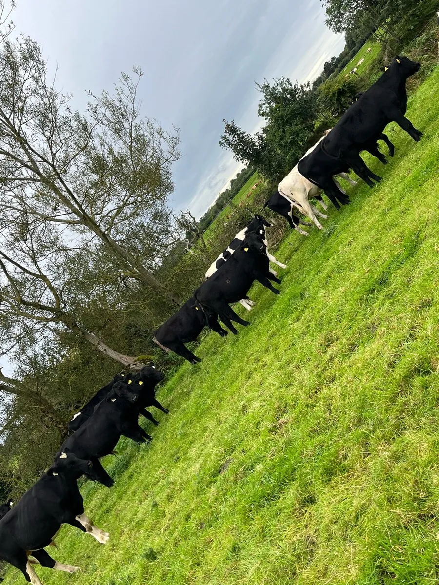 14 autumn born bulls - Image 2