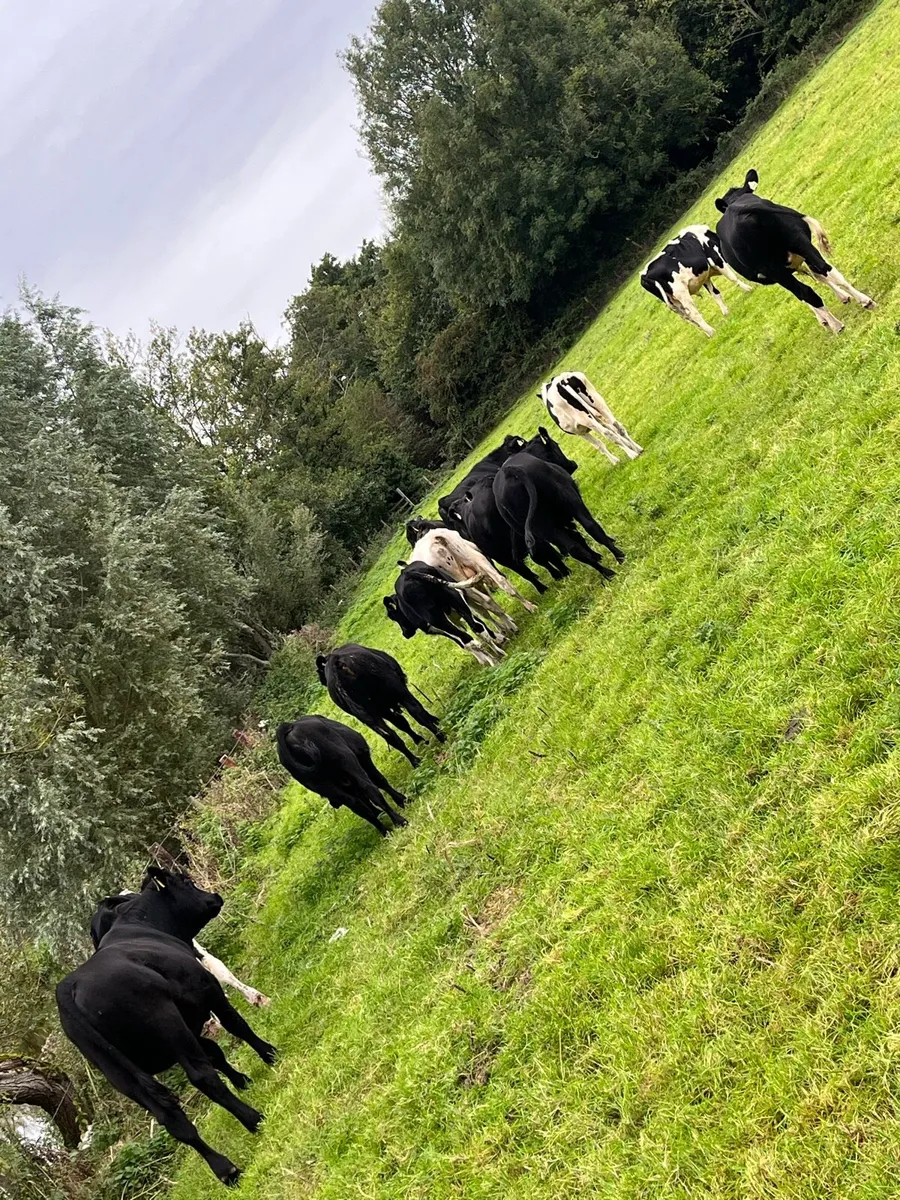 14 autumn born bulls - Image 3