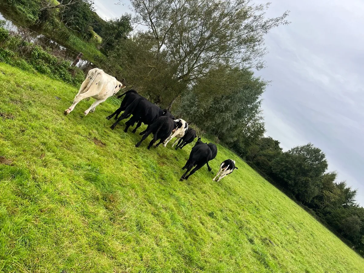 14 autumn born bulls - Image 4