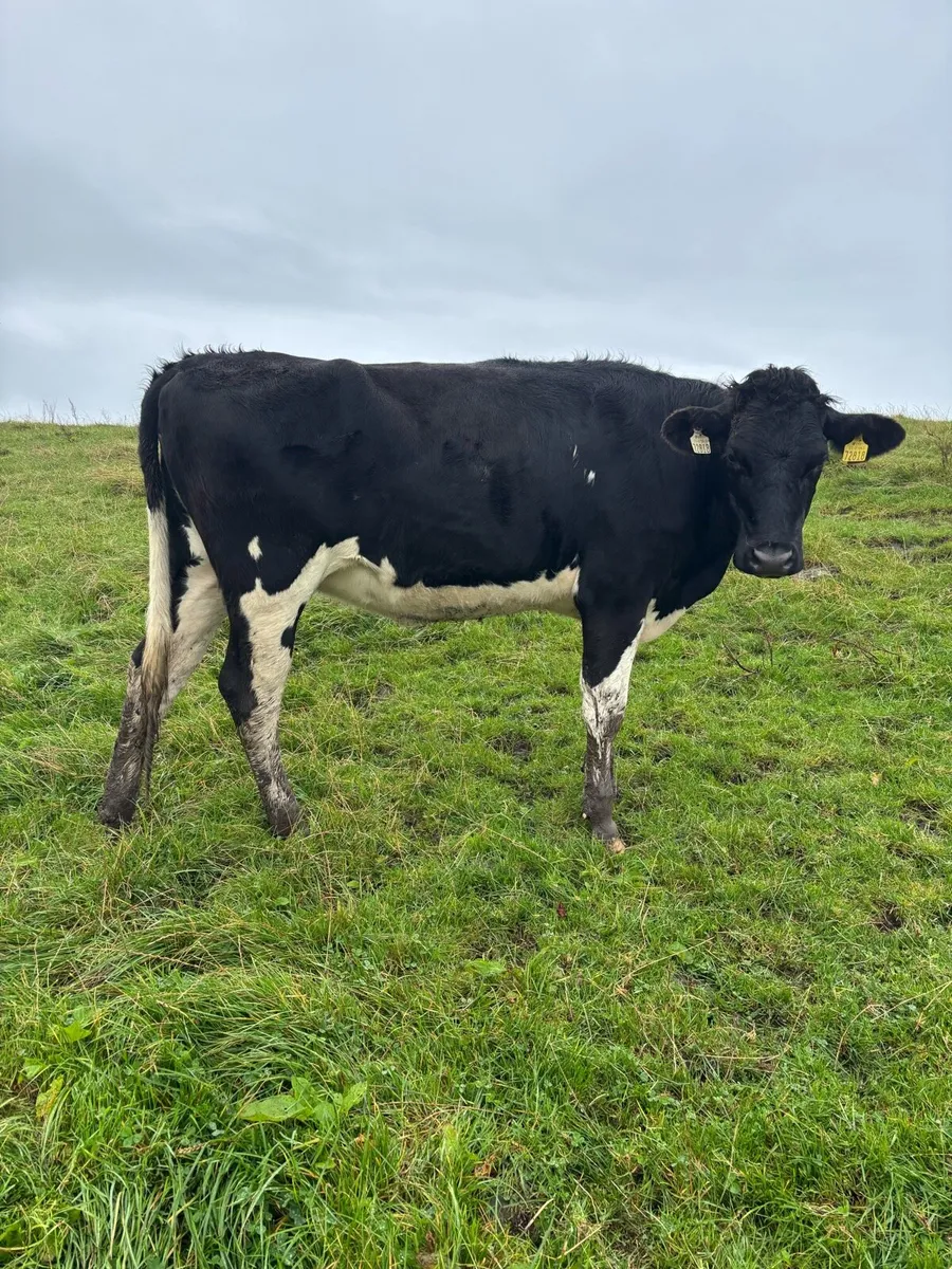 In calf friesian heifers - Image 1