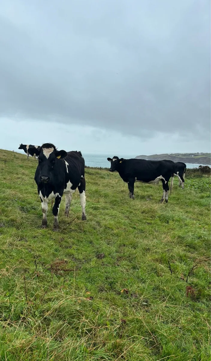 In calf friesian heifers - Image 2