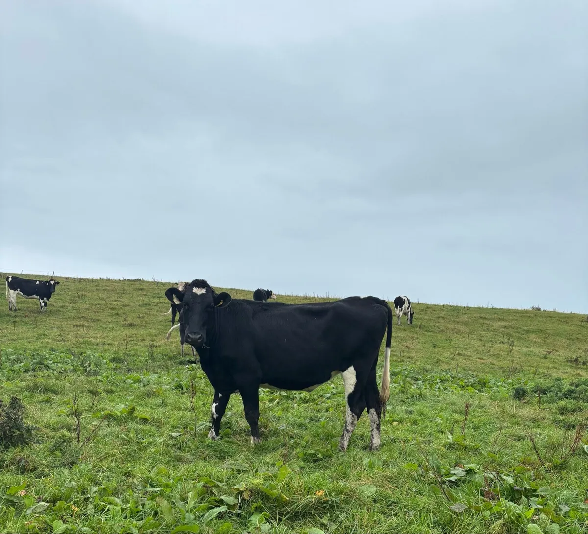 In calf friesian heifers - Image 3