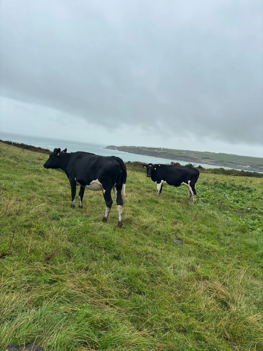 In calf friesian heifers - Image 4