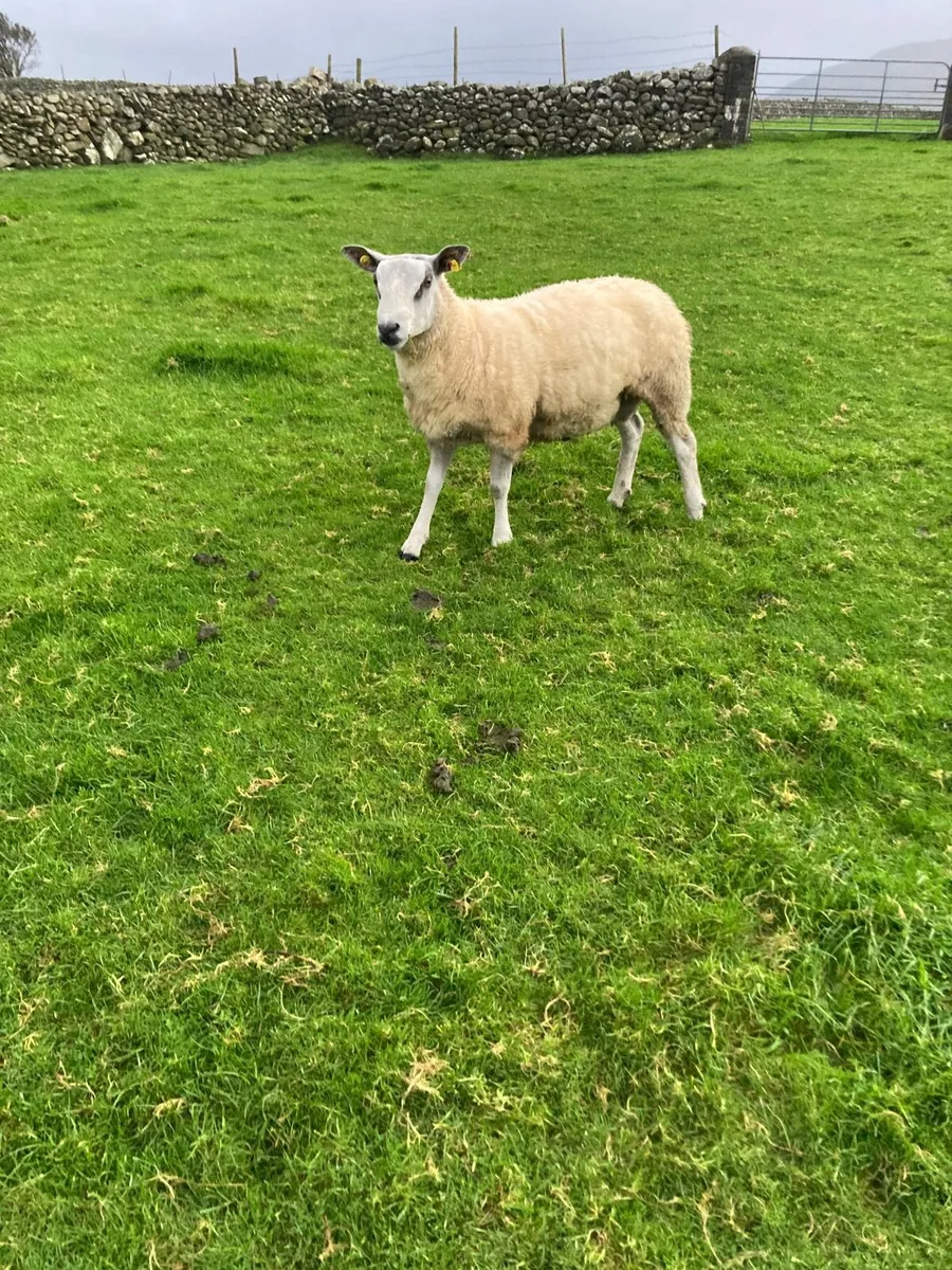 Ram - Image 1
