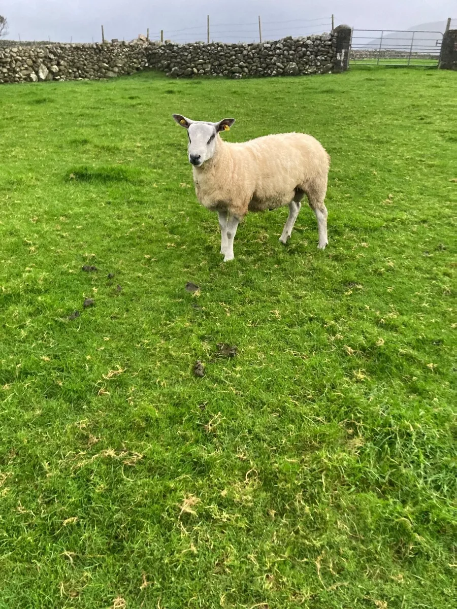 Ram - Image 2
