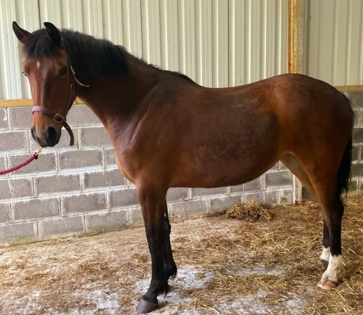 HHS Cornet Filly - Image 1