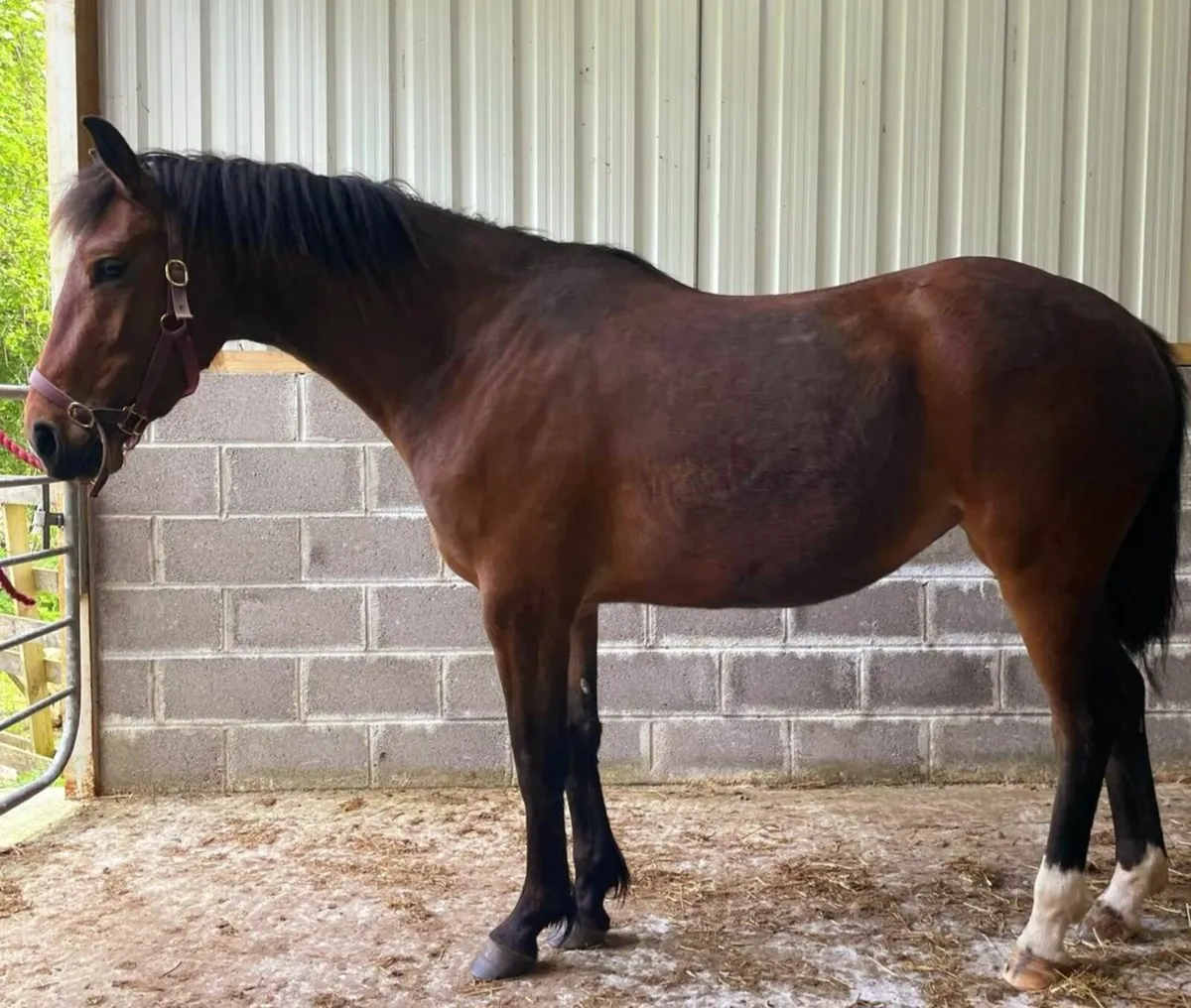 HHS Cornet Filly - Image 2