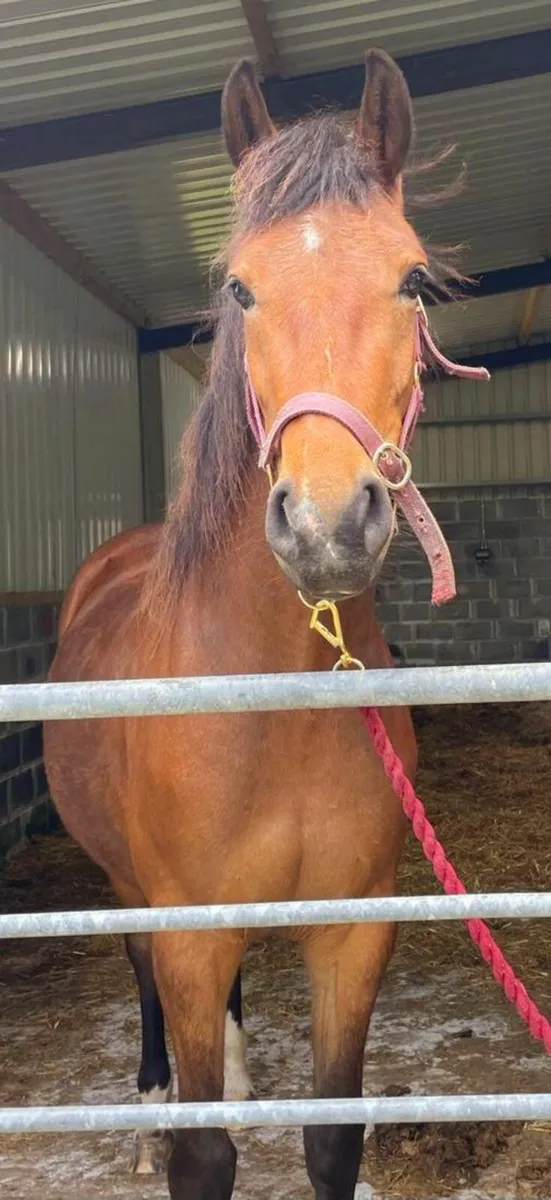 HHS Cornet Filly - Image 3