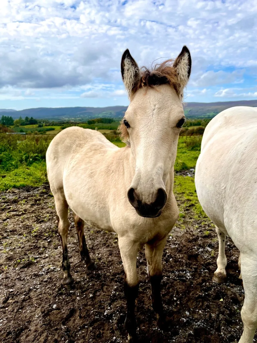 Registered Connemara filly foal - Image 2