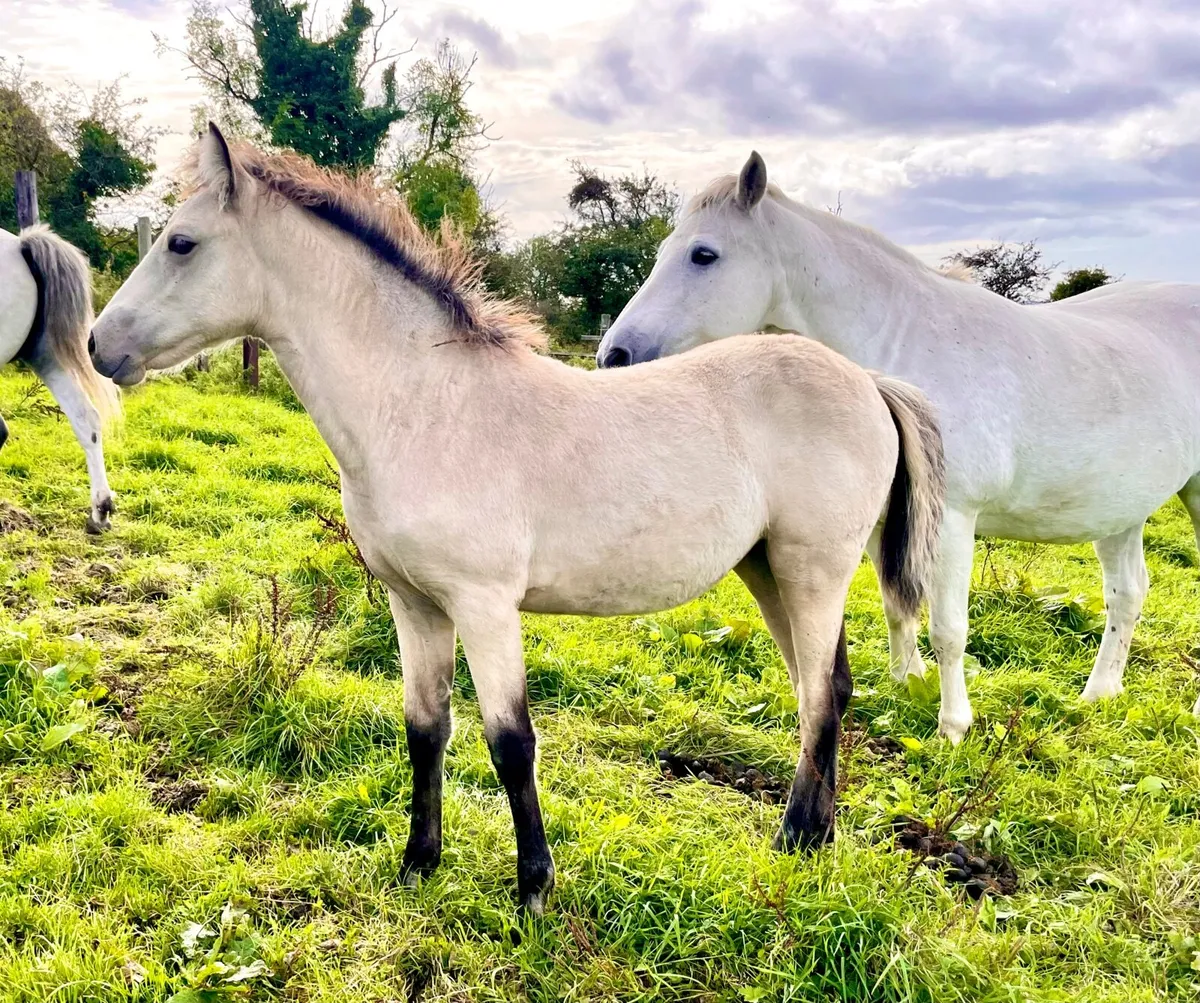Registered Connemara filly foal - Image 3