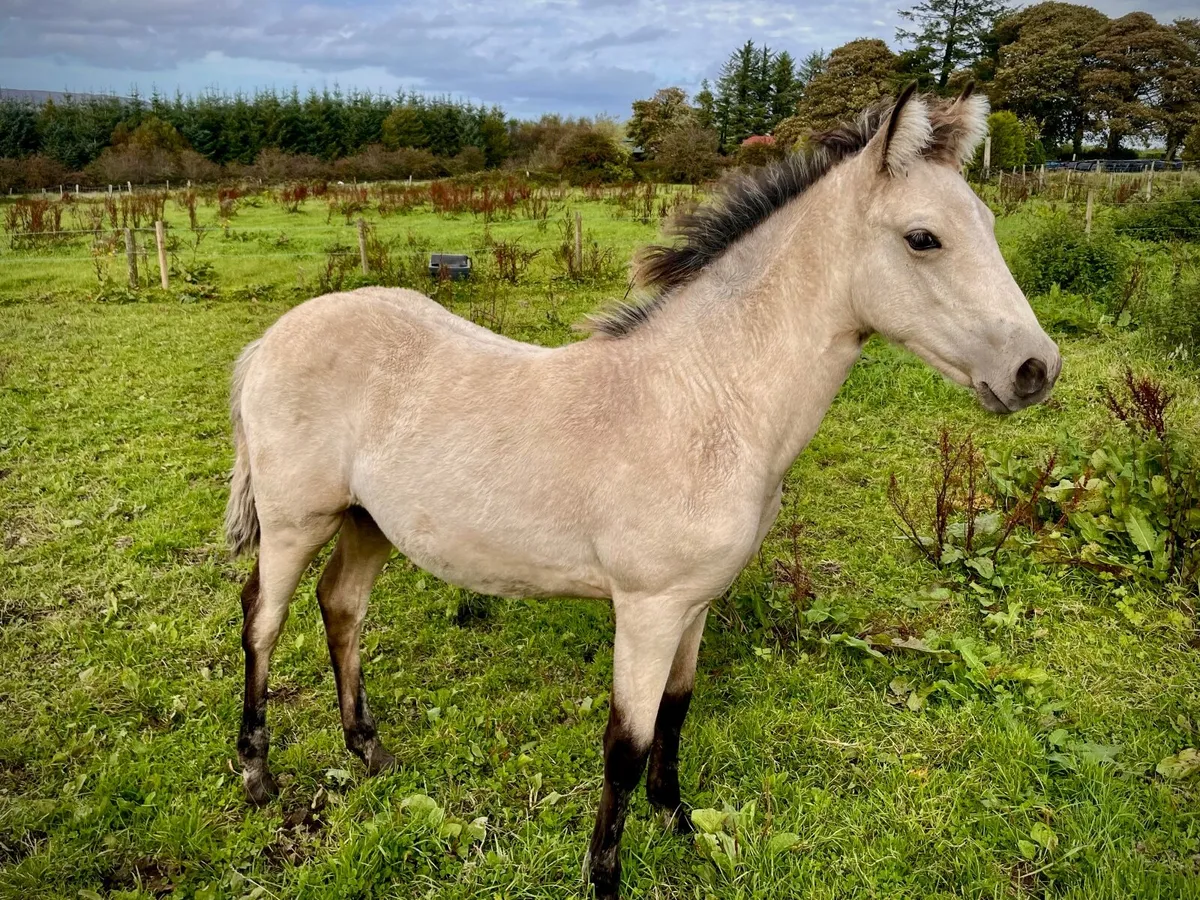 Registered Connemara filly foal - Image 1