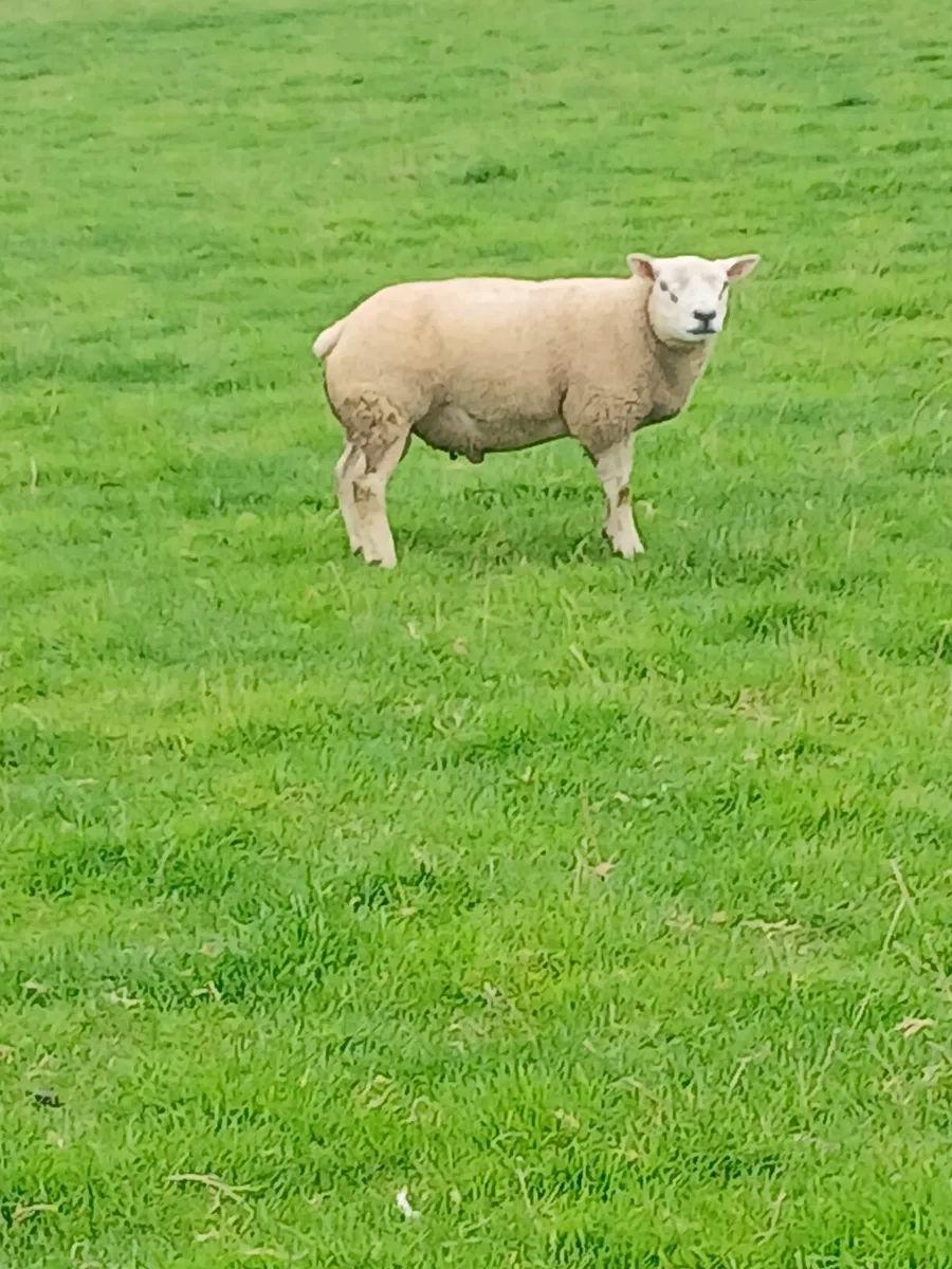 Rams - Image 2