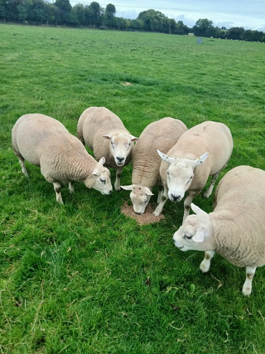Rams - Image 3