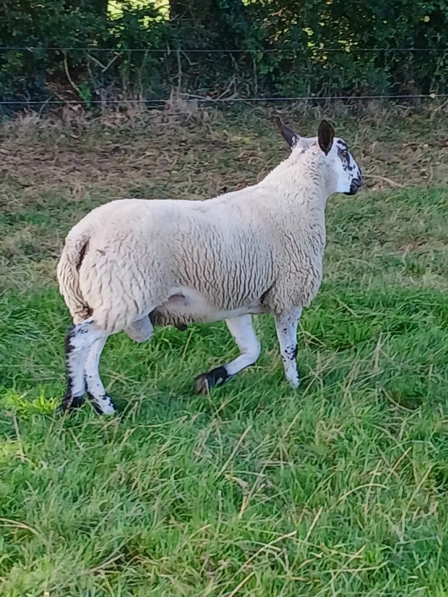 Rams - Image 1