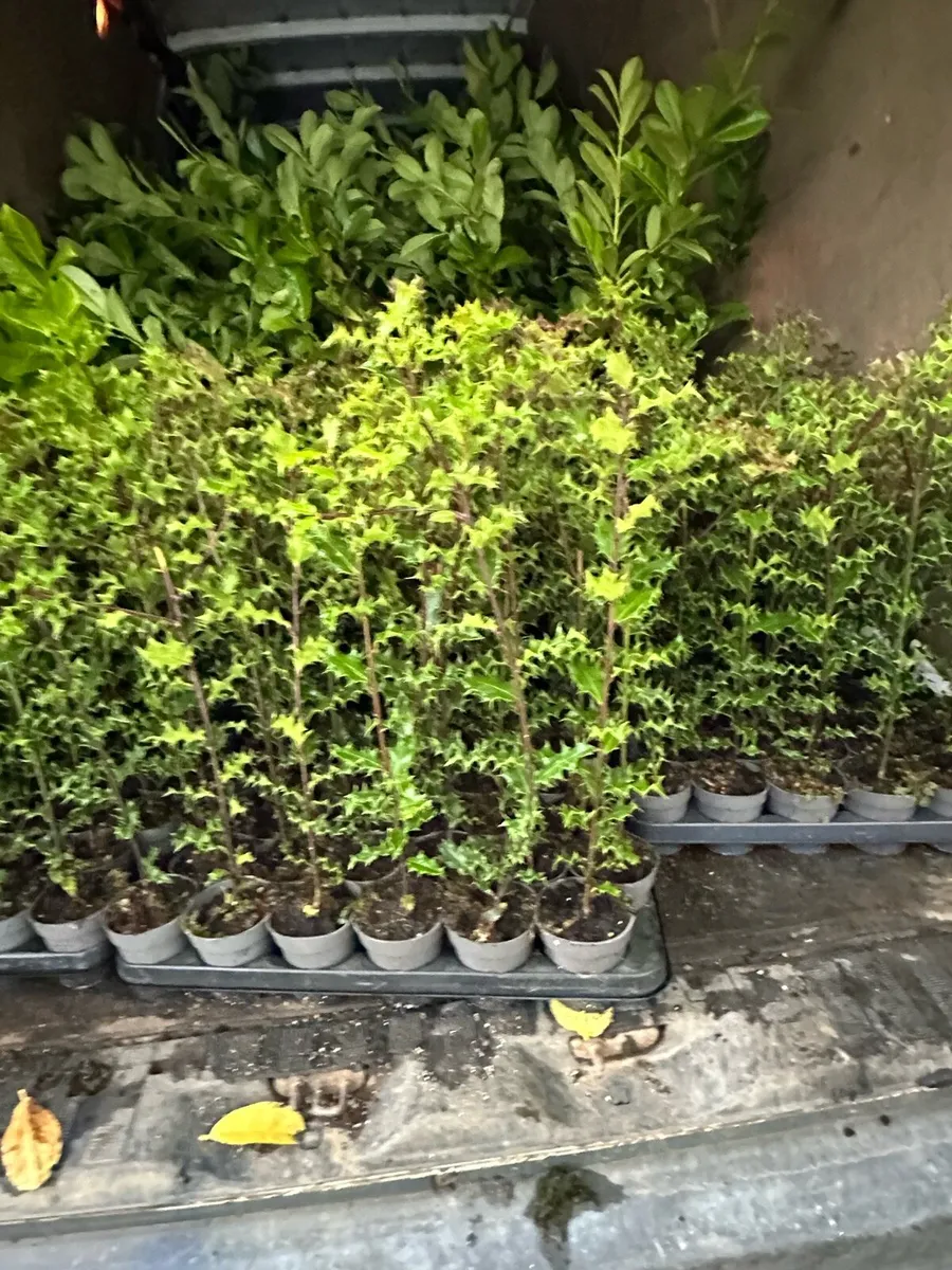 🌿 Irish Holly Plants for Sale 🌿 free delivery 🚚 - Image 2