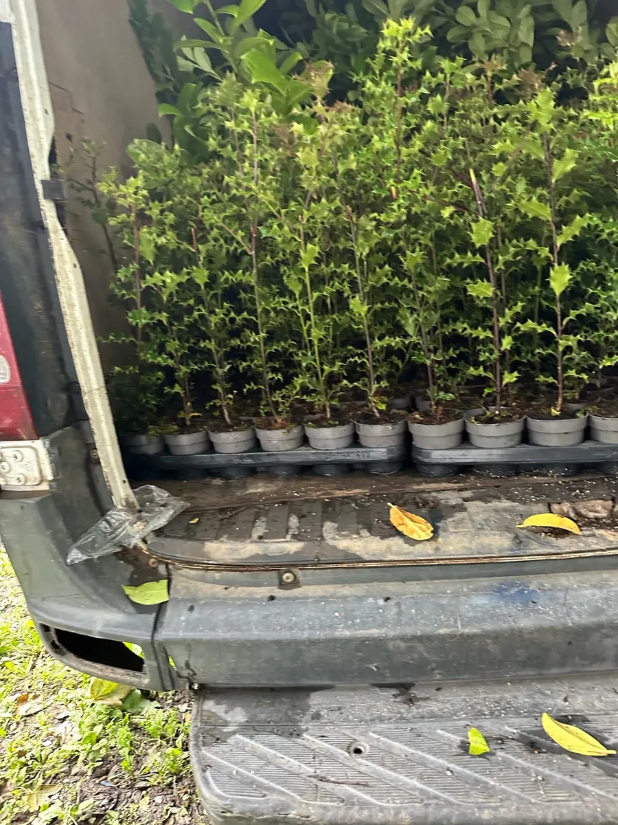 🍀🌳 Irish Holly Plants for Sale free delivery 🚚 - Image 2