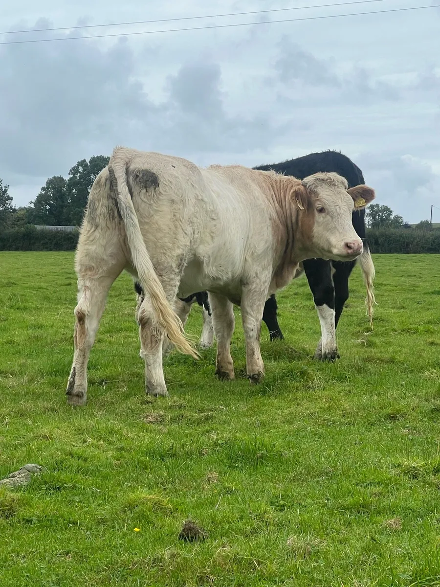 4 nice bulling heifers - Image 2