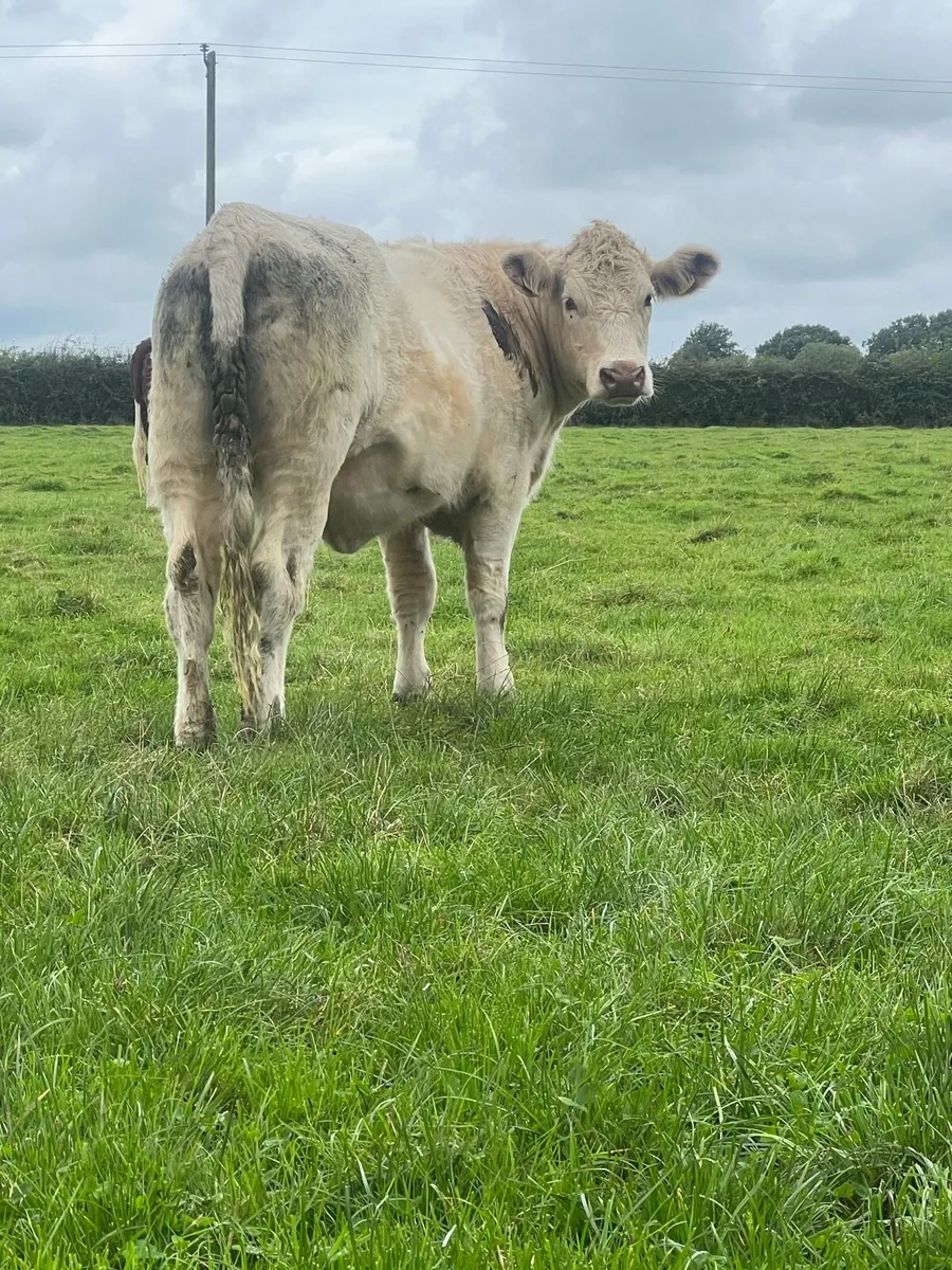 4 nice bulling heifers - Image 1