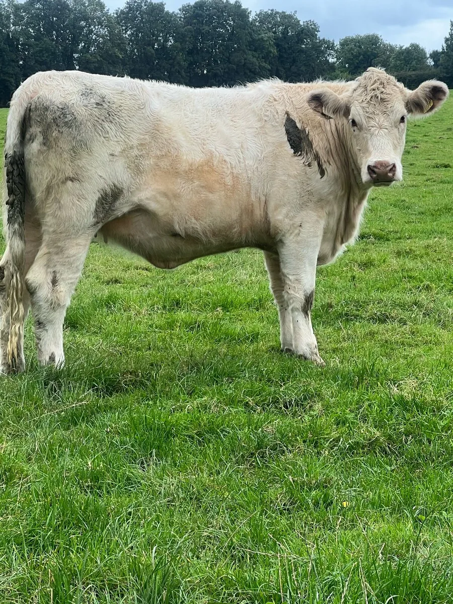 4 nice bulling heifers - Image 3