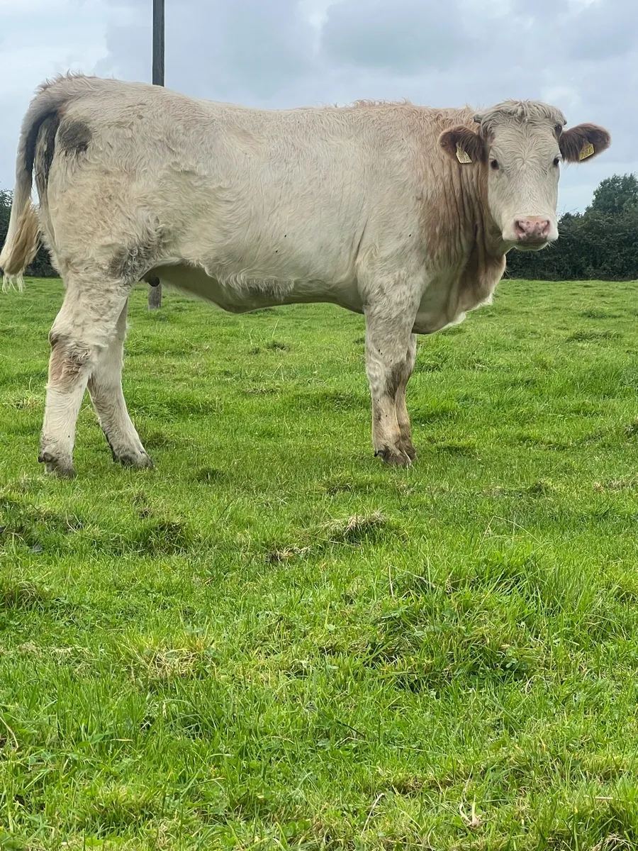 4 nice bulling heifers - Image 4