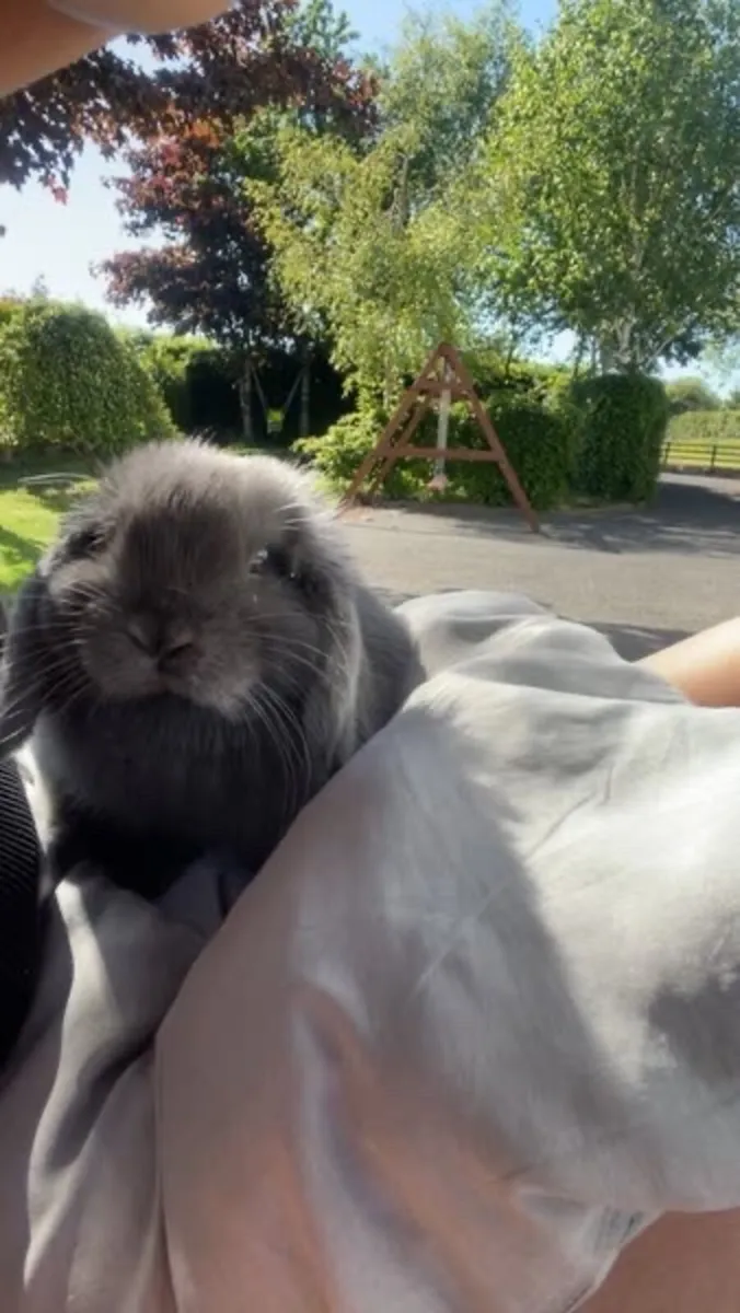 Mini Lop Bunny Rabbit - Image 2