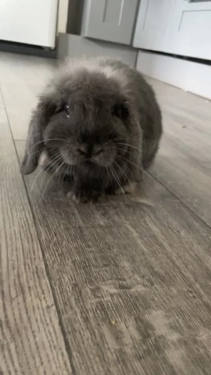 Mini Lop Bunny Rabbit - Image 3