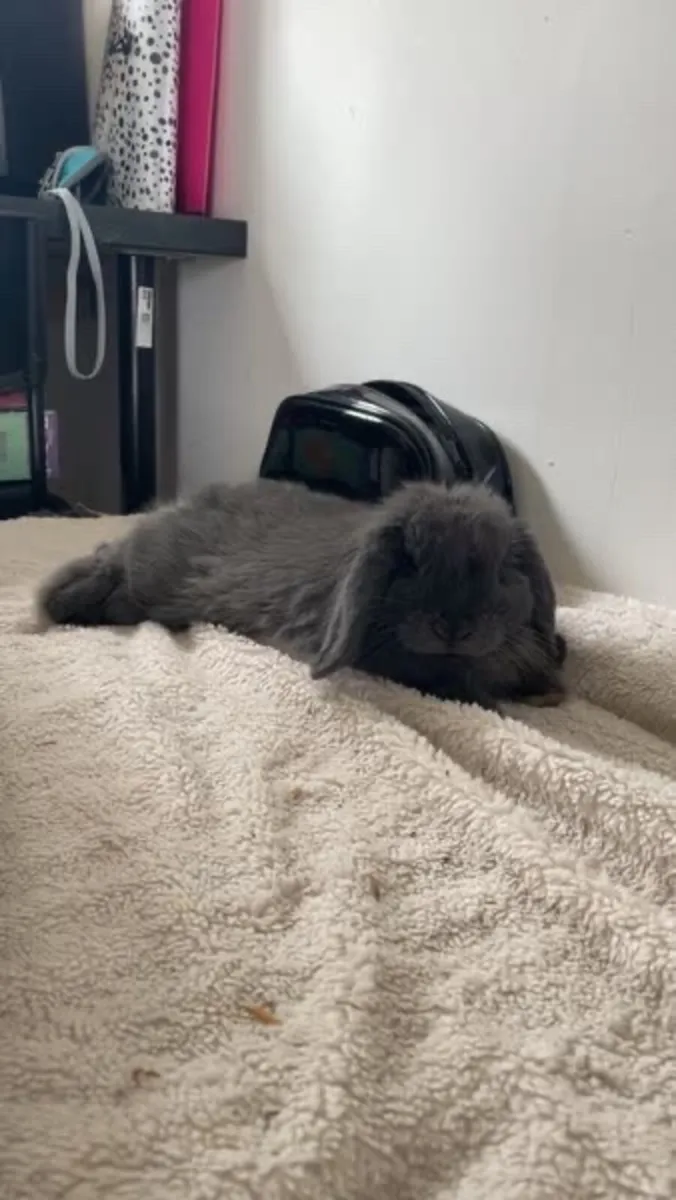 Mini Lop Bunny Rabbit - Image 4