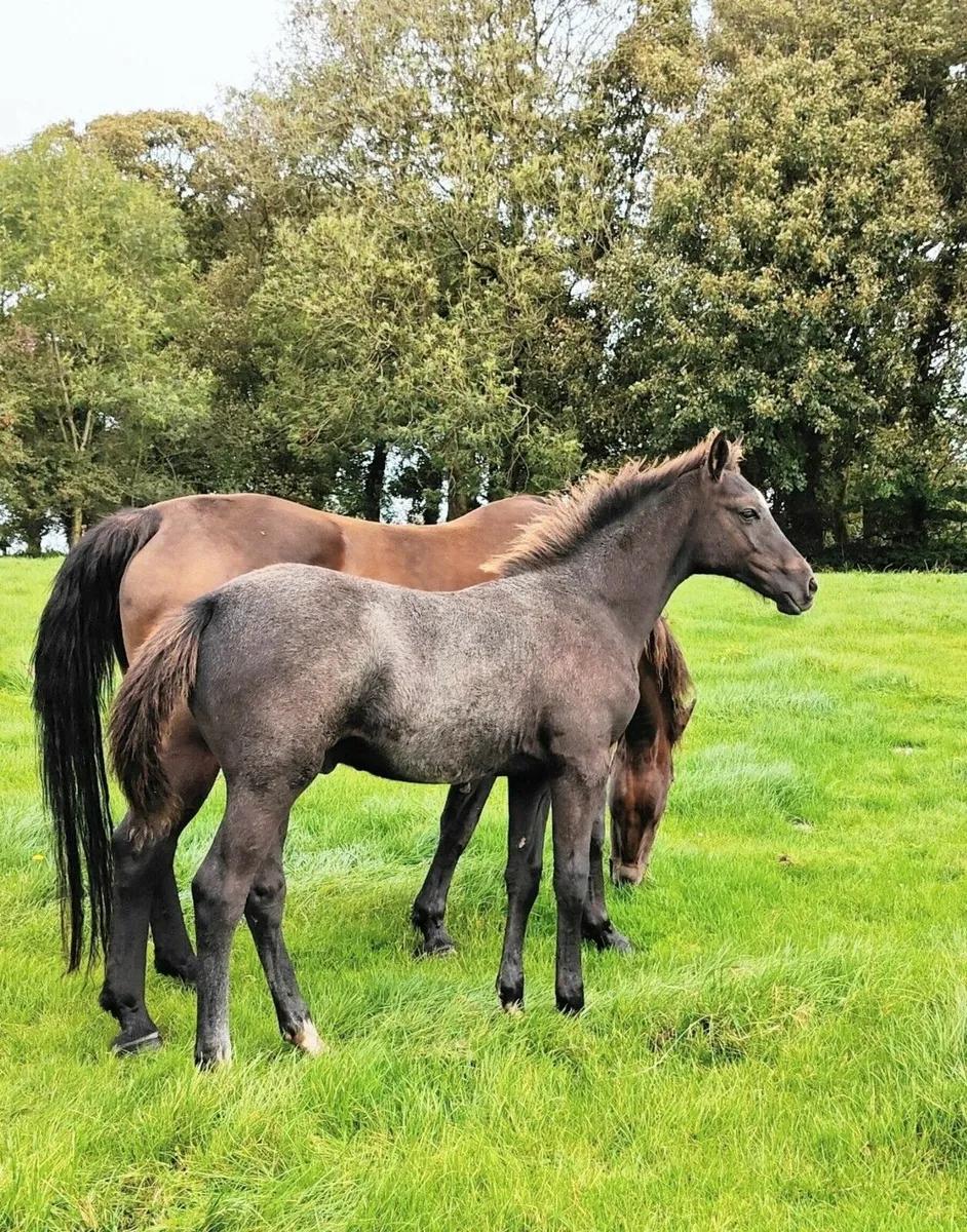 Top class ISH colt foal - Image 1