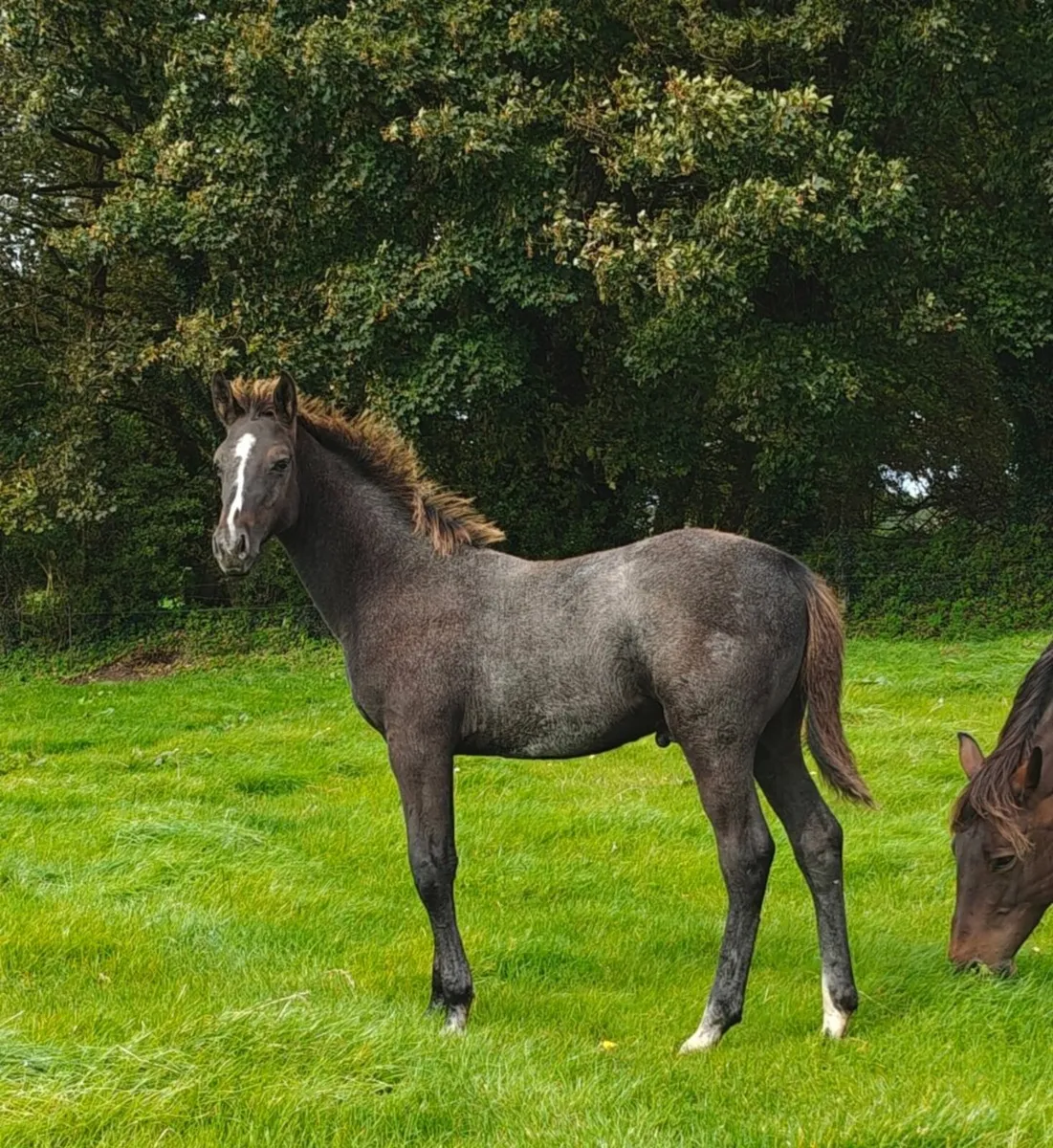 Top class ISH colt foal - Image 2
