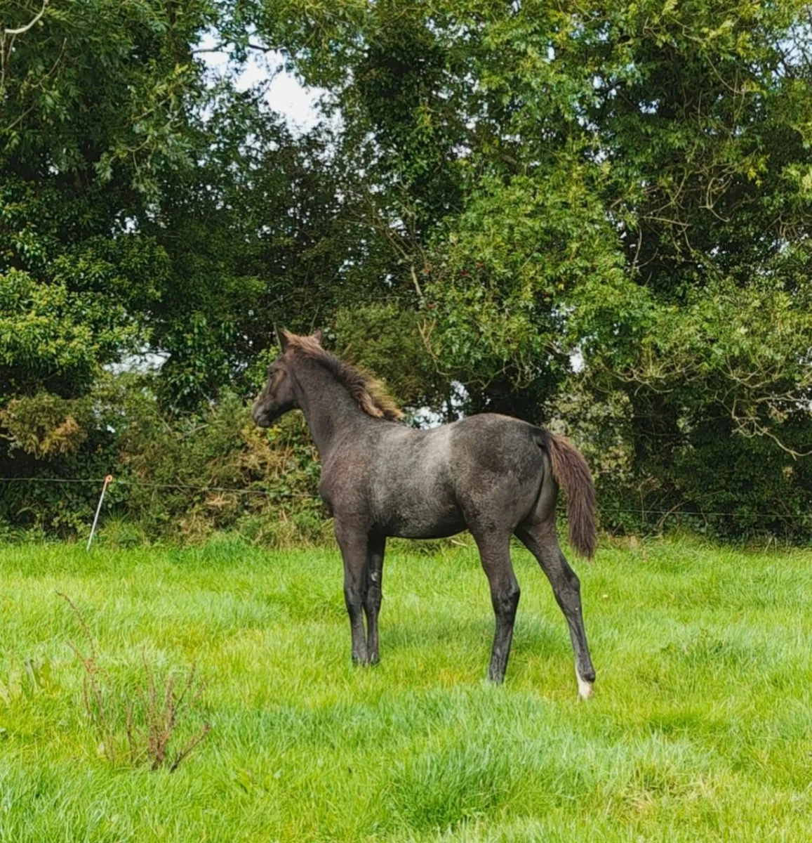 Top class ISH colt foal - Image 3