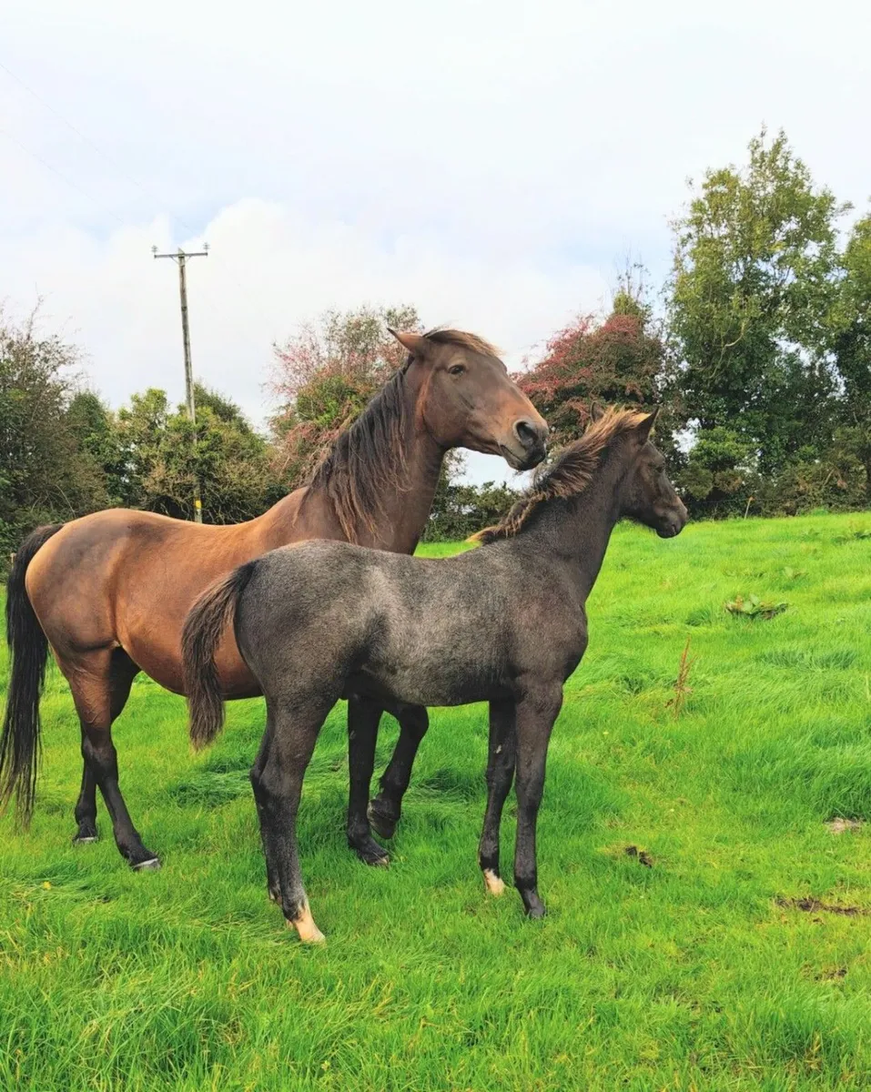 Top class ISH colt foal - Image 4