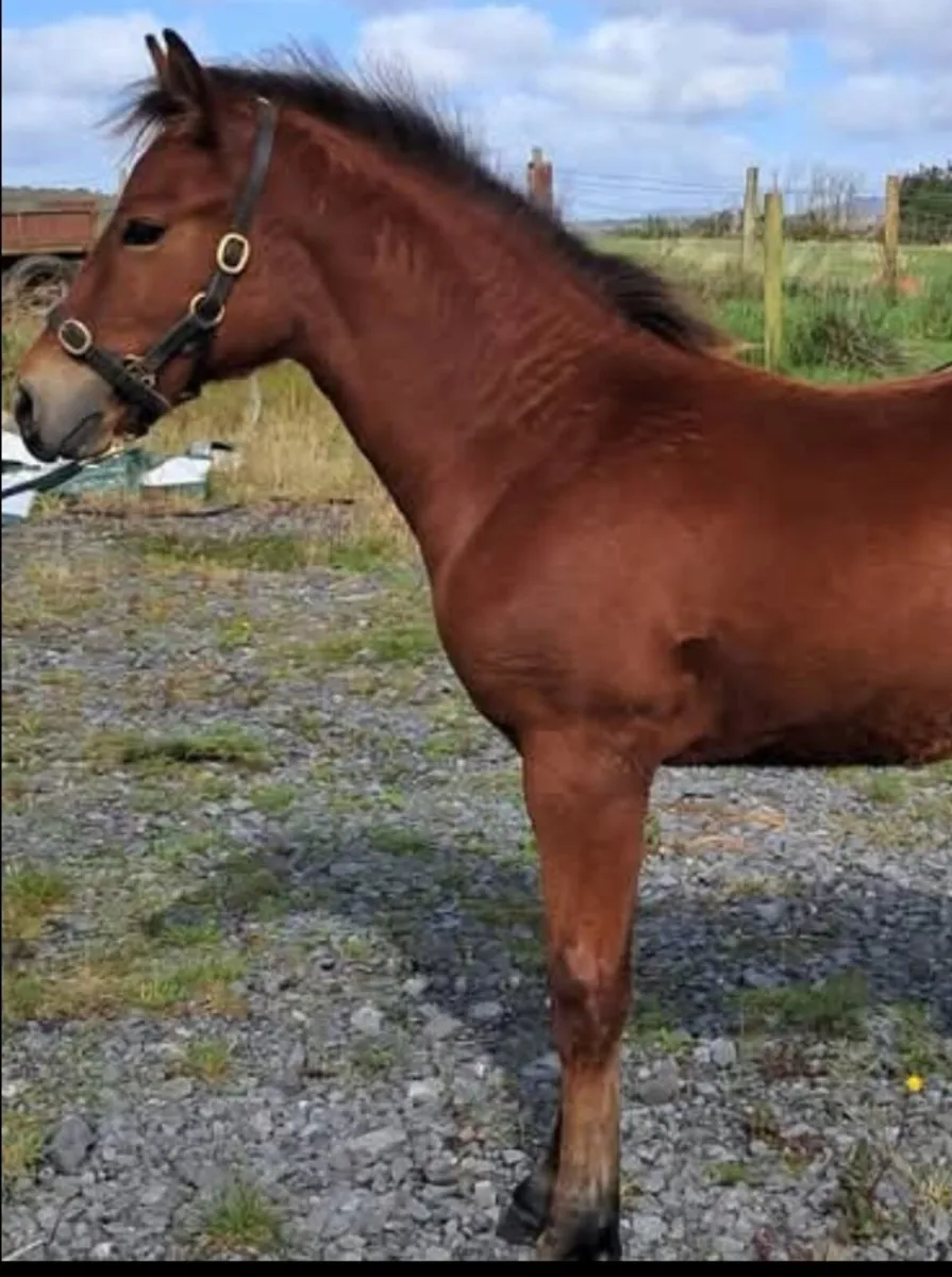 Colt foal - Image 2