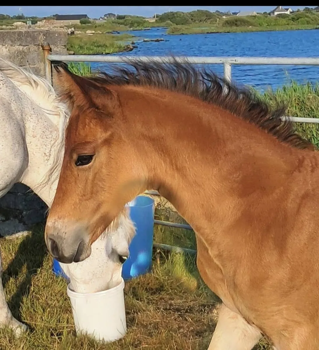 Colt foal - Image 3