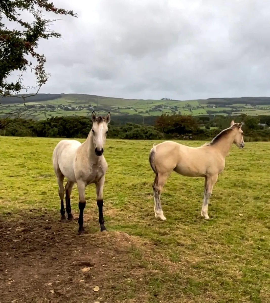 🔥🔥Two Exceptional Colt Foals🔥🔥 - Image 1